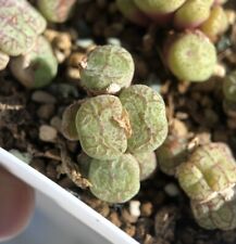 Conophytum cluster spp. for sale  Seattle