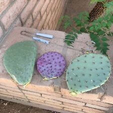 Opuntia prickly pear for sale  Tucson