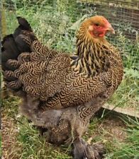 Large gold partridge for sale  REDRUTH