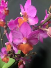 Phalaenopsis liu berry for sale  LONDON