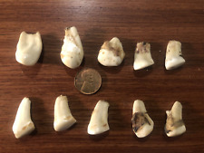 elk ivory teeth for sale  Martinsville