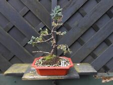 Bonsai juniper blue for sale  CANNOCK