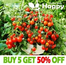 Vegetable cherry tomato for sale  DONCASTER
