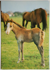 Pferde postkarte neues gebraucht kaufen  Langen
