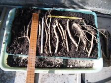 Horseradish roots growing for sale  BRAUNTON