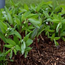 Polygonatum odoratum ruby for sale  New Castle