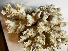 Rametto corallo bianco usato  Venezia