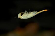Fairy shrimp tube for sale  Shipping to Ireland