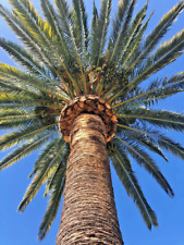 Phoenix canariensis palm for sale  Topanga