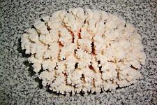 Corallo bianco grammi usato  Cesena