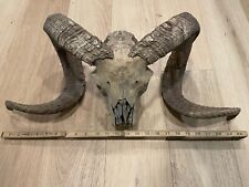 sheep skull for sale  Philadelphia