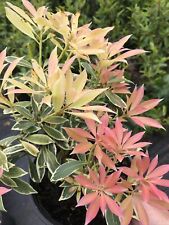 Pieris flaming silver for sale  STOKE-ON-TRENT