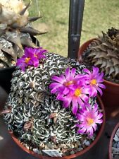 Ariocarpus kotschoubeyanus fre for sale  GREENFORD