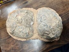 Pair authentic fossilised for sale  BRISTOL