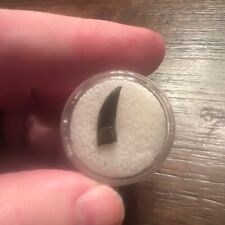 Paronychodon fossil tooth for sale  Cass City