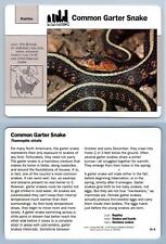 Common garter snake for sale  SLEAFORD