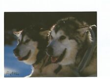 Postcard dogs chiens d'occasion  Toulon-