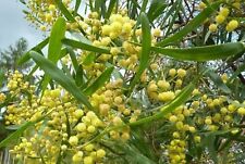 Acacia retinoides mimosa d'occasion  Villemandeur