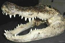 Florida alligator gator for sale  Weirsdale