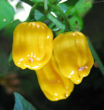 Habanero yellow semi usato  Reggio Calabria