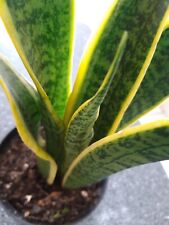 Sansevieria mother law for sale  CHATHAM