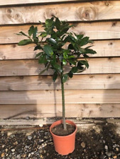 bay tree for sale  WORTHING