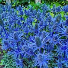 Blue sea holly for sale  Russell