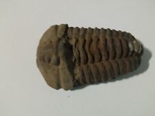 Trilobite fossile marocco usato  Milano