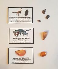 Dino fossil bundle for sale  EDINBURGH