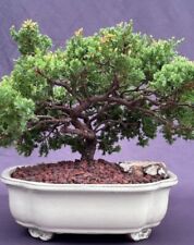 Juniper bonsai tree for sale  Patchogue