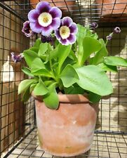 Auricula primula joyce for sale  HUDDERSFIELD