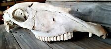 Real horse skull for sale  West Des Moines