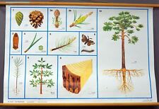 Schulwandkarte botanik waldkie gebraucht kaufen  Berghülen