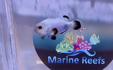 Ice storm clownfish for sale  BANBURY