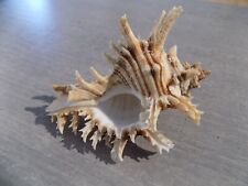 Shell new muricidae d'occasion  Expédié en Belgium