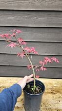 maples baby japanese for sale  Renton