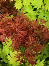 Japanese maple ashes for sale  USA