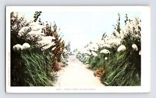 Postcard california pampas for sale  Elk Grove