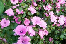 lavatera for sale  Shipping to Ireland