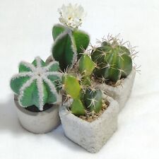 artificial cactus for sale  Modesto