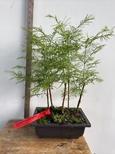 Dawn redwood bonsai for sale  North Augusta
