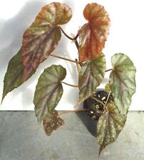 Begonia sp. cuc for sale  Shipping to Ireland