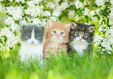 Cute gorgeous kittens for sale  SELBY