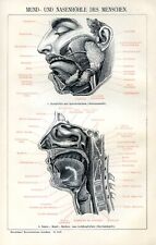 Anatomy mouth and d'occasion  Saint-Cyprien