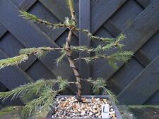 Bonsai spruce newly for sale  CANNOCK