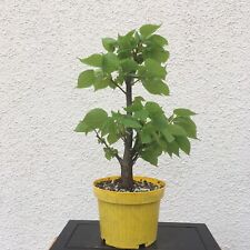 pre bonsai gebraucht kaufen  Zuchering,-Unsernherrn