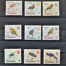 Birds gambia different for sale  Winchester