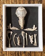 Genuine rodent skull for sale  LONDON