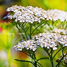 Yarrow summer white for sale  DONCASTER