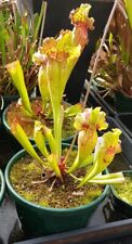 Sarracenia leucophylla hybrid for sale  SHIFNAL